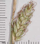 Cherokee sedge